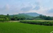 Туры в отель Floral Hotel·Nanshan Bamboo Sea Rice Sugar Wild Luxury Hotel
