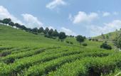 Туры в отель Floral Hotel·Nanshan Bamboo Sea Rice Sugar Wild Luxury Hotel