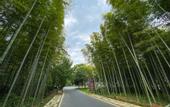 Туры в отель Floral Hotel·Nanshan Bamboo Sea Rice Sugar Wild Luxury Hotel