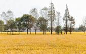 Туры в отель Floral Hotel· Shanghai Jiuxiang hotel (Chongming Forest Park store)