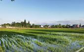 Туры в отель Floral Hotel· Shanghai Jiuxiang hotel (Chongming Forest Park store)