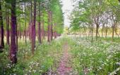 Туры в отель Floral Hotel· Shanghai Jiuxiang hotel (Chongming Forest Park store)