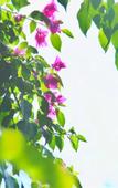 Туры в отель Floral Hotel · Anji Banshan Boling Resort Hotel