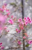 Туры в отель Floral Hotel·Zhoushan Putao Yishe B & B (Taohuadao store)