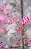 Туры в отель Floral Hotel·Zhoushan Putao Yishe B & B (Taohuadao store)