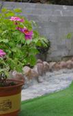 Туры в отель Floral Hotel · Mountain Whisper Hotel(Shennongjia Wooden fish store)