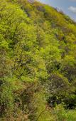Туры в отель Floral Hotel · Mountain Whisper Hotel(Shennongjia Wooden fish store)