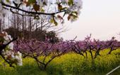 Туры в отель Floral Hotel·Wuxi Yangshan taoyuan Hotel