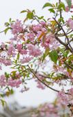 Туры в отель Floral Hotel·Wuxi Yangshan taoyuan Hotel