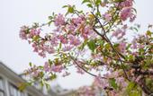 Туры в отель Floral Hotel·Wuxi Yangshan taoyuan Hotel