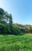 Туры в отель Floral Hotel·Xincheng Hotel in Wuyi Mountain Hotel