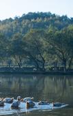 Туры в отель Floral Hotel·Xinzhu Hotel (Xiandu scenic spot shop)