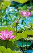 Туры в отель Floral Hotel·Huangshan Xidi Zhuchuan Hotel(Huangshan Xidi Scenic Spot)