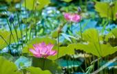 Туры в отель Floral Hotel·Huangshan Xidi Zhuchuan Hotel(Huangshan Xidi Scenic Spot)