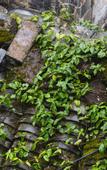 Туры в отель Floral Hotel·Huangshan Xidi Zhuchuan Hotel(Huangshan Xidi Scenic Spot)