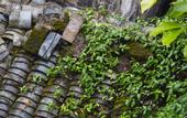 Туры в отель Floral Hotel·Huangshan Xidi Zhuchuan Hotel(Huangshan Xidi Scenic Spot)