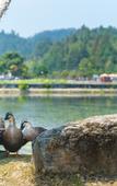 Туры в отель Floral Hotel·Huangshan Xidi Zhuchuan Hotel(Huangshan Xidi Scenic Spot)