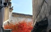 Туры в отель Floral Hotel·Huangshan Xidi Zhuchuan Hotel(Huangshan Xidi Scenic Spot)