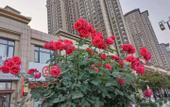 Туры в отель Jiayue Yunshang Hotel (Xi'an Tai Ao Square Baijiakou Subway Station)
