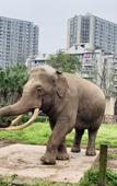 Туры в отель Manxin Hotel Chongqing Guanyinqiao Jiujie