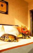 Туры в отель Junyi Hotel Chain (Jingchuan Jingzhou Street Store)
