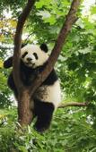 Туры в отель EVEN Hotel CHENGDU JINNIU by IHG