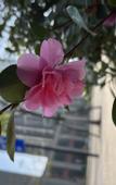 Туры в отель Greentree Eastern Hotel(Yiwu Yiwu International Trade City)