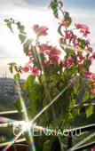 Туры в отель Leson Light Luxury Hotel