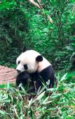 Туры в отель The Langbo Chengdu, in The Unbound Collection by Hyatt