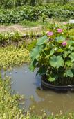 Туры в отель Floral Hotel· Yiding cottage Hotel (riverside Dingba store)