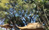 Туры в отель Ruifeng Boutique Hotel (Tong'an District Government Branch)