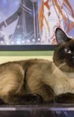Туры в отель MAO MAO Anime Boutique Hotel