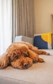 Туры в отель voco NANJING GARDEN EXPO by IHG