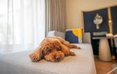 Туры в отель voco NANJING GARDEN EXPO by IHG