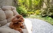 Туры в отель voco NANJING GARDEN EXPO by IHG