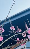 Туры в отель voco NANJING GARDEN EXPO by IHG