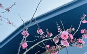 Туры в отель voco NANJING GARDEN EXPO by IHG