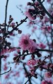 Туры в отель voco NANJING GARDEN EXPO by IHG