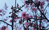 Туры в отель voco NANJING GARDEN EXPO by IHG