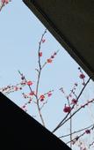 Туры в отель voco NANJING GARDEN EXPO by IHG