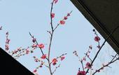 Туры в отель voco NANJING GARDEN EXPO by IHG