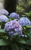 Туры в отель Floral Lux Hotel · Yixing Yushe Hotel