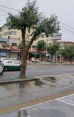 Туры в отель Junyi Hotel (Hengshui Taocheng Shengli West Road)