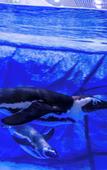 Туры в отель Shanghai Jinqiao Haichang Penguin Wassim Hotel