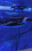 Туры в отель Shanghai Jinqiao Haichang Penguin Wassim Hotel
