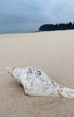 Туры в отель Rezen Hotel Sailing Seascape