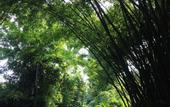 Туры в отель Taiping Lijin Hotel