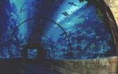 Туры в отель Mandalay Bay Resort and Casino