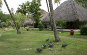 Туры в отель Marari Beach Resort