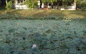 Туры в отель Marari Beach Resort